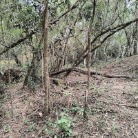 Venda de Chacara em Rural Batinga em São Thomé das Letras-MG
