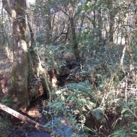 Chacara A Venda Em São Thomé Das Letras no Rural Caí