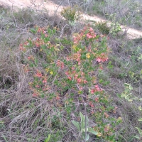 Venda de Chacara em Rural Caí em São Thomé das Letras-MG