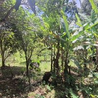 Chacara A Venda Em São Thomé Das Letras no Rural Canta Galo