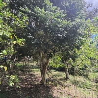 Venda de Chacara em Rural Canta Galo em São Thomé das Letras-MG