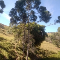 Venda de Sítio em Rural sitio dos vinte em Cruzília-MG