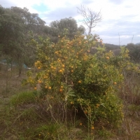Sítio A Venda Em São Thomé Das Letras no Rural Canta Galo