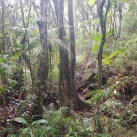 Sítio A Venda Em São Thomé Das Letras no Rural Canta Galo