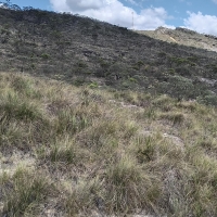 Venda de Sítio em Rural  Sobradinho de Minas em São Thomé das Letras-MG