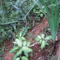 Venda de Terreno em Rural Antares em São Thomé das Letras-MG