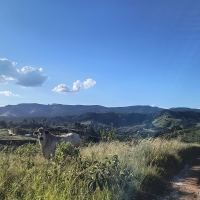 Venda de Terreno em Rural Caí em São Thomé das Letras-MG