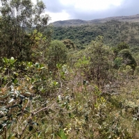 Terreno A Venda Em São Thomé Das Letras no Rural Canta Galo