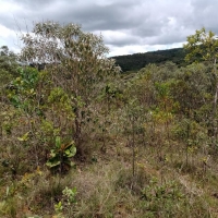 Terreno A Venda Em São Thomé Das Letras no Rural Canta Galo