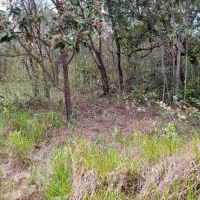 Terreno A Venda Em São Thomé Das Letras no Rural Canta Galo